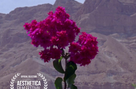 Sinkholes screening at Aesthetica Film Festival 